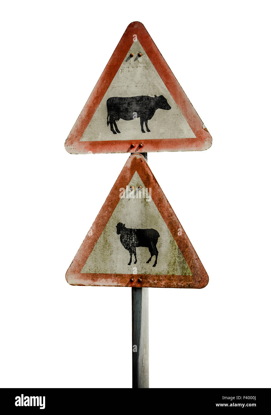 Grungy UK Cattle Warning Sign Stock Photo