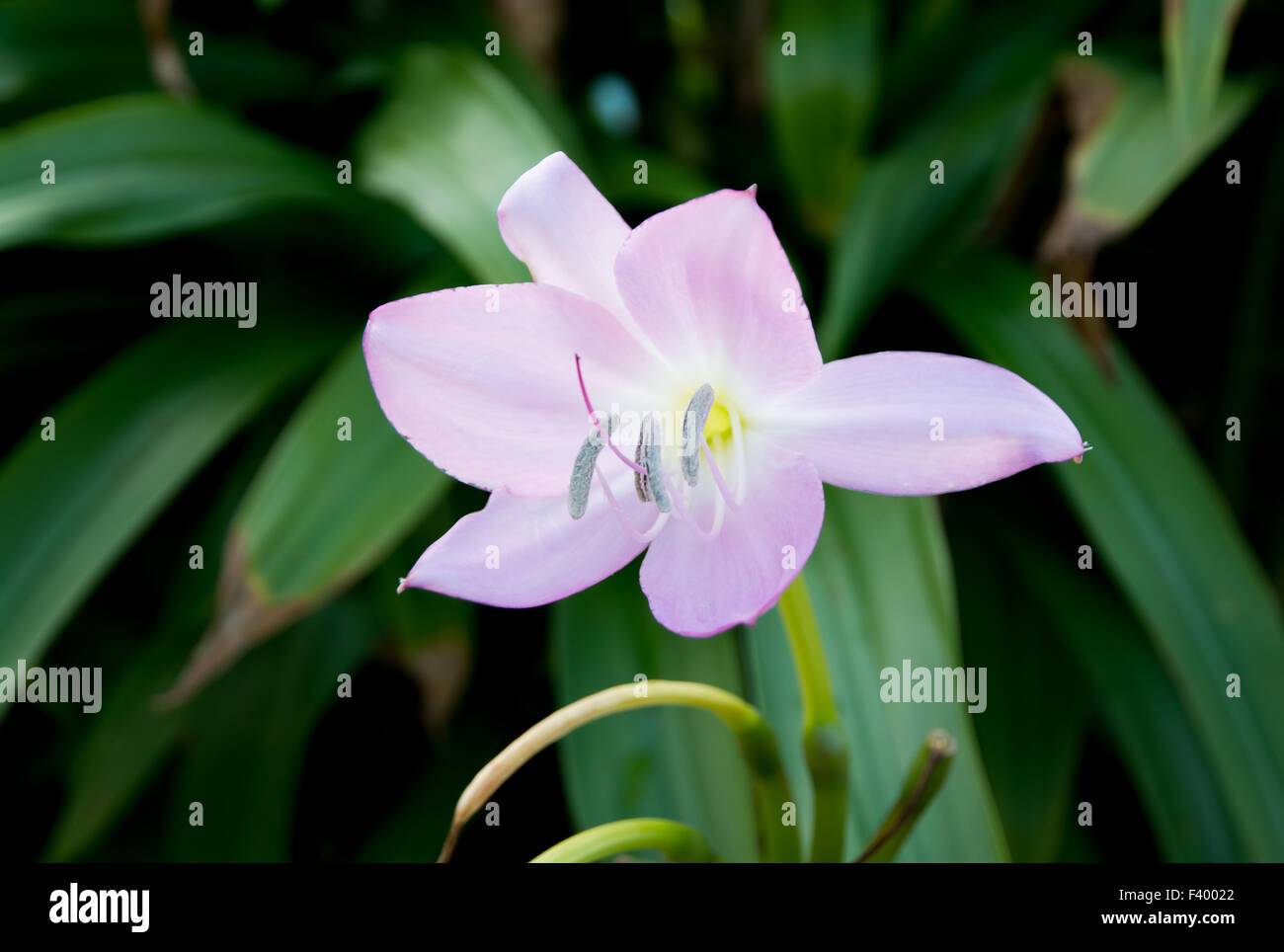 Pink lily Stock Photo
