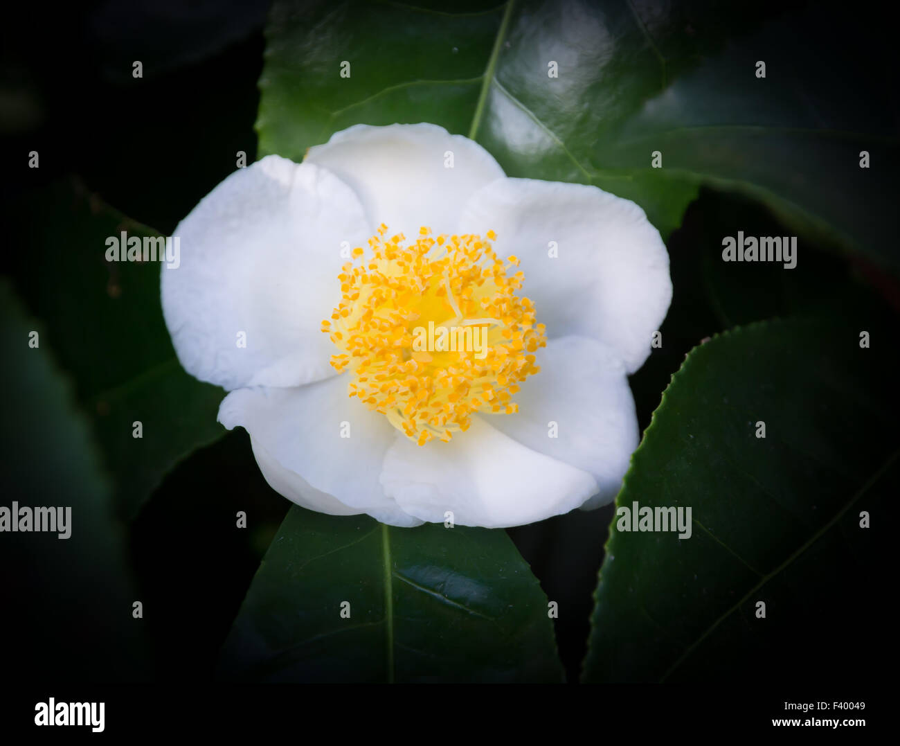 White camellia hi-res stock photography and images - Alamy