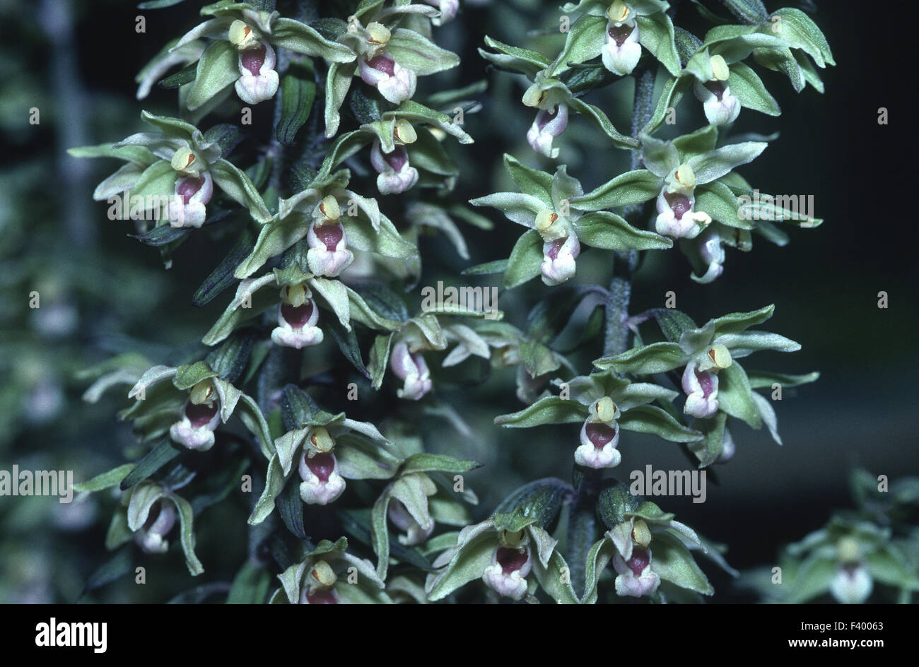 orchid epipactis helleborine Stock Photo