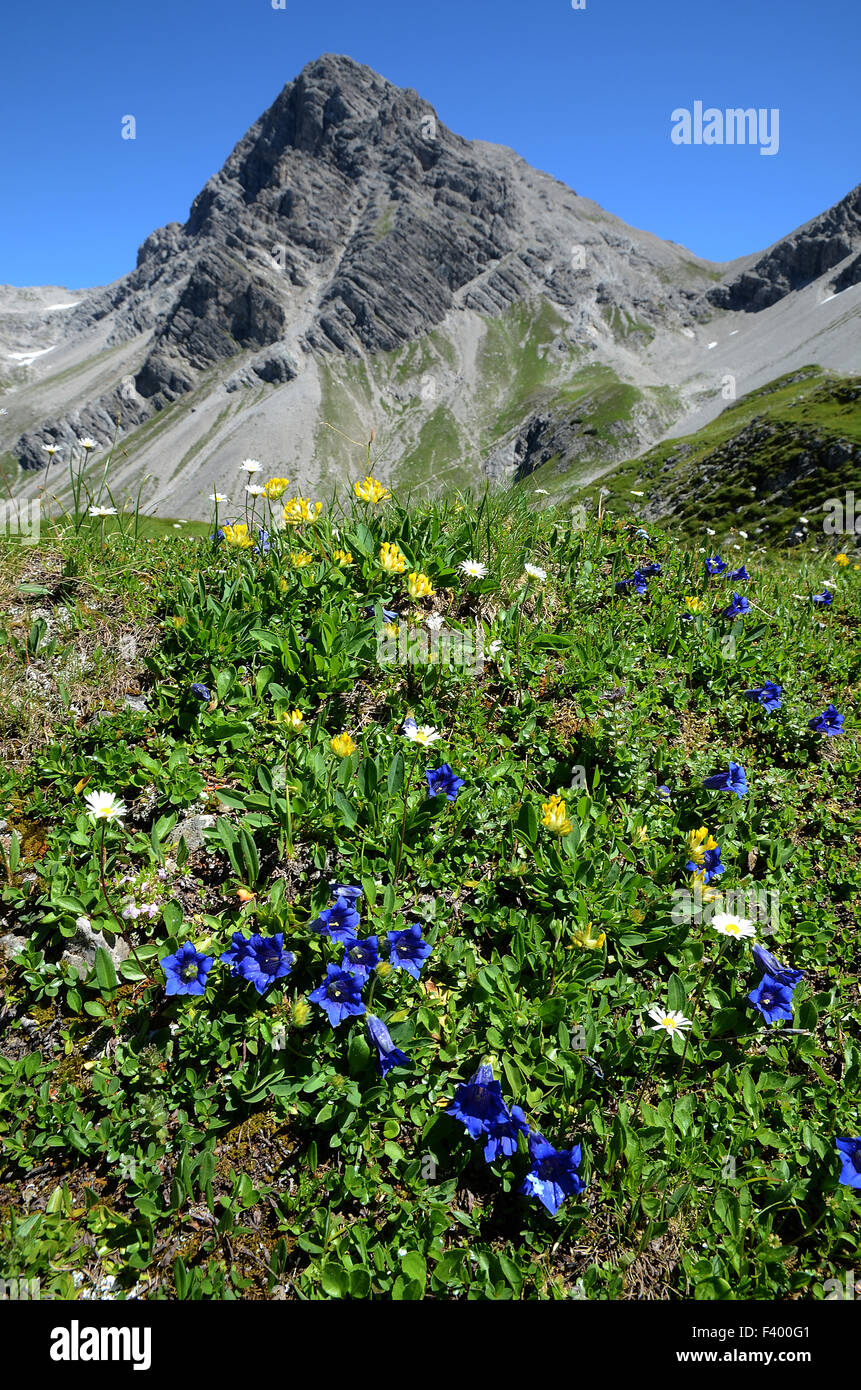 alpine flowers Stock Photo