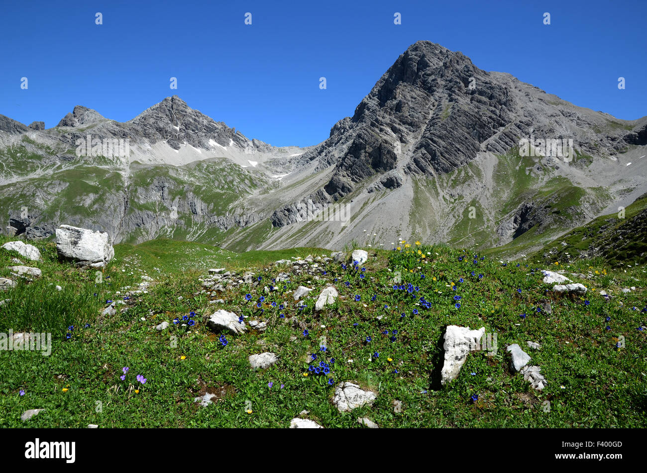 alpine landscape and flowers Stock Photo