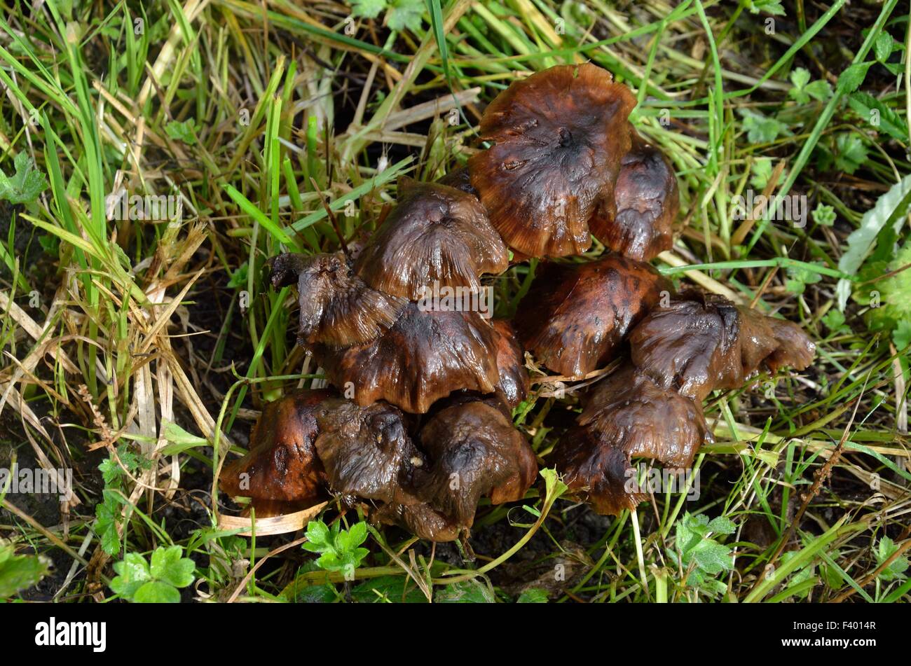 Brown Funghi Clump Stock Photo
