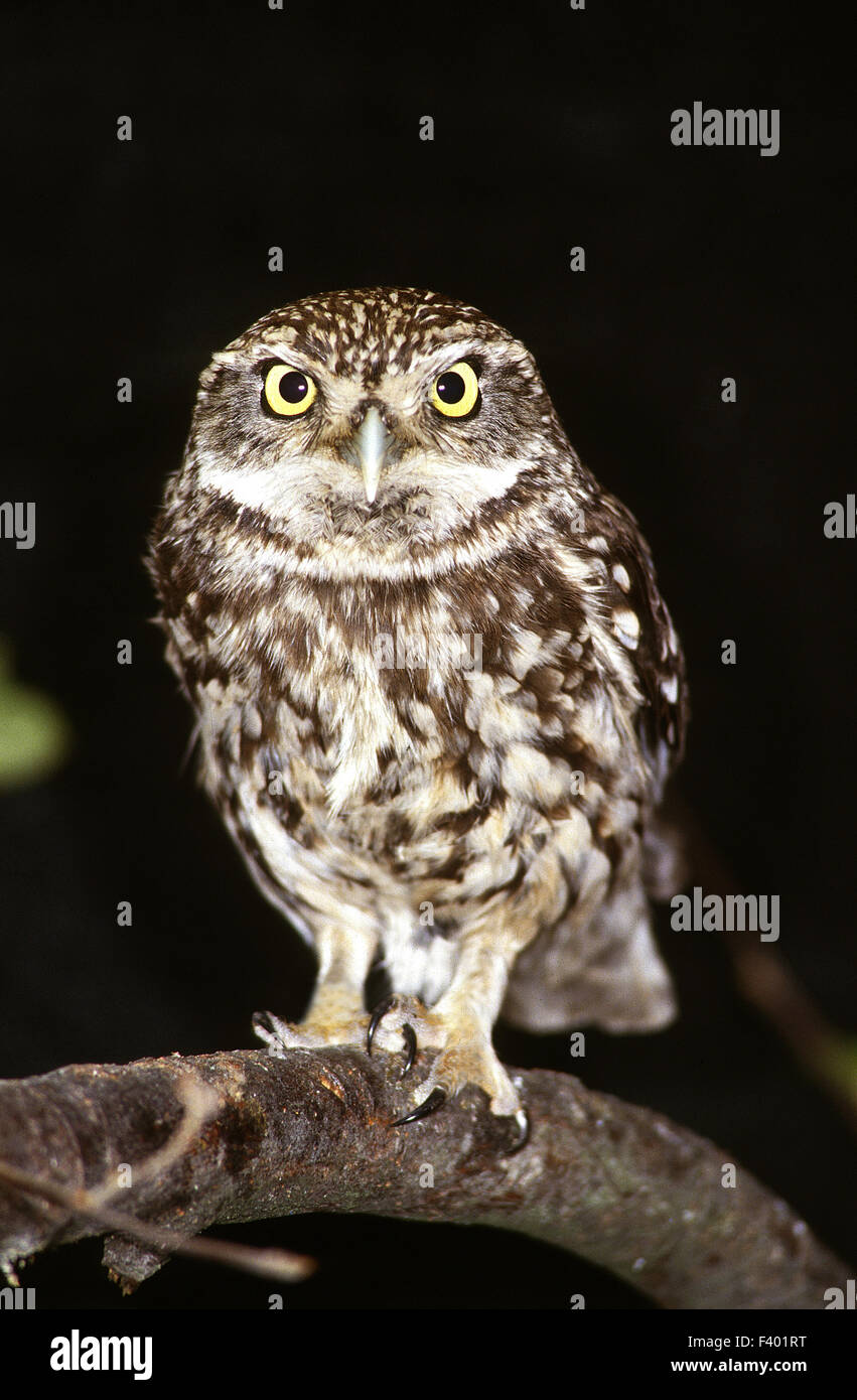 Owl; Little Owl; Burrowing Owl Stock Photo