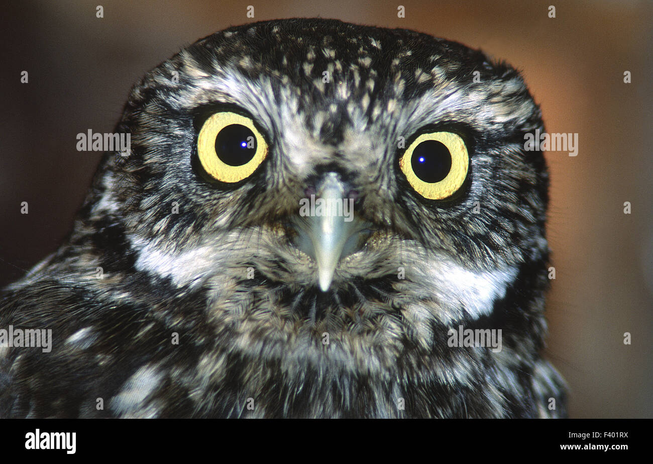 Owl; Little Owl, burrowing owl; Stock Photo