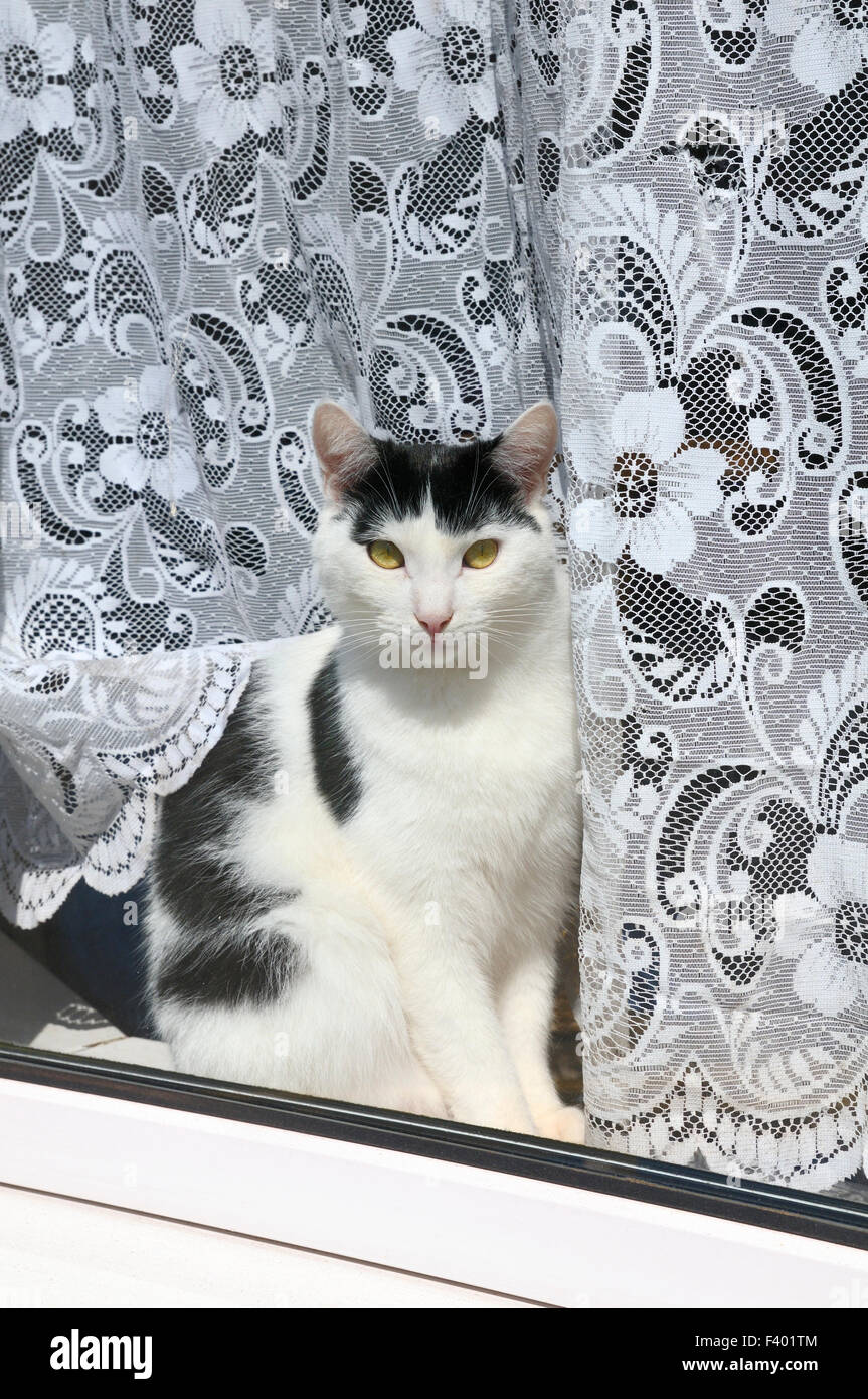 Domestic short haired moggy cat sitting in a window Stock Photo