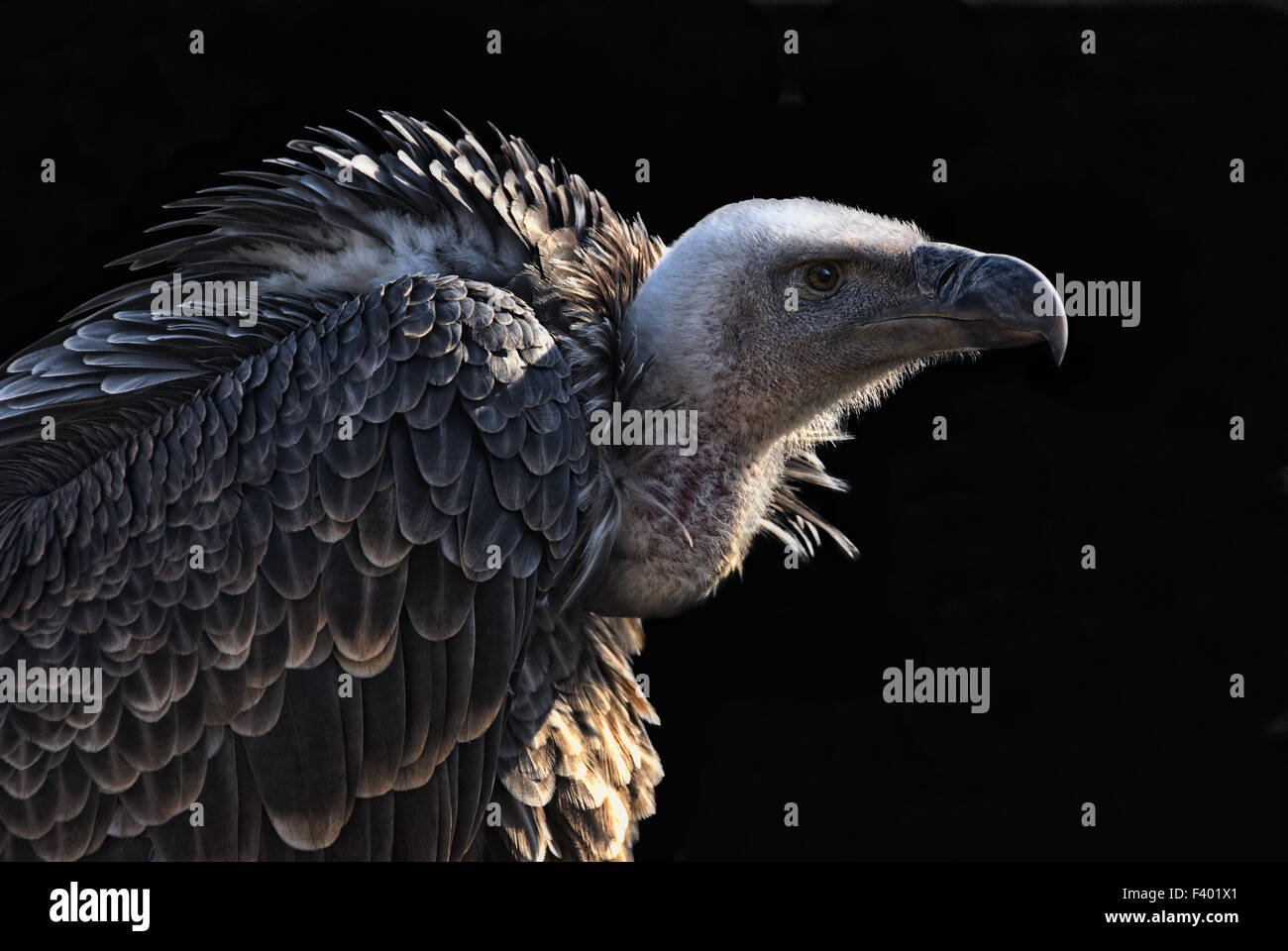 the vulture II Stock Photo
