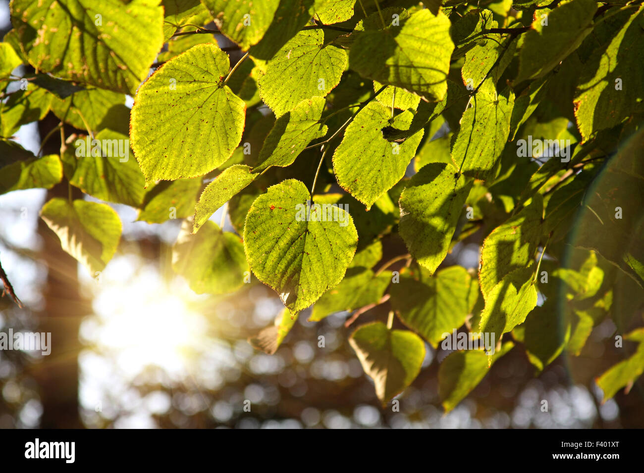 Linden leaves in forest, backlit Stock Photo
