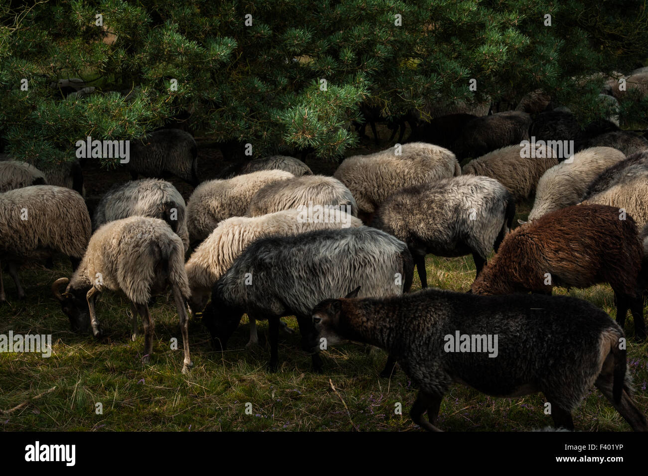 pagan sheep Stock Photo