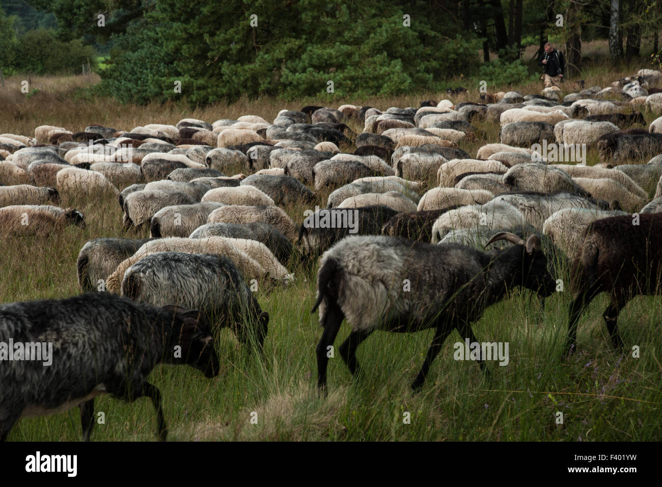 pagan sheep Stock Photo