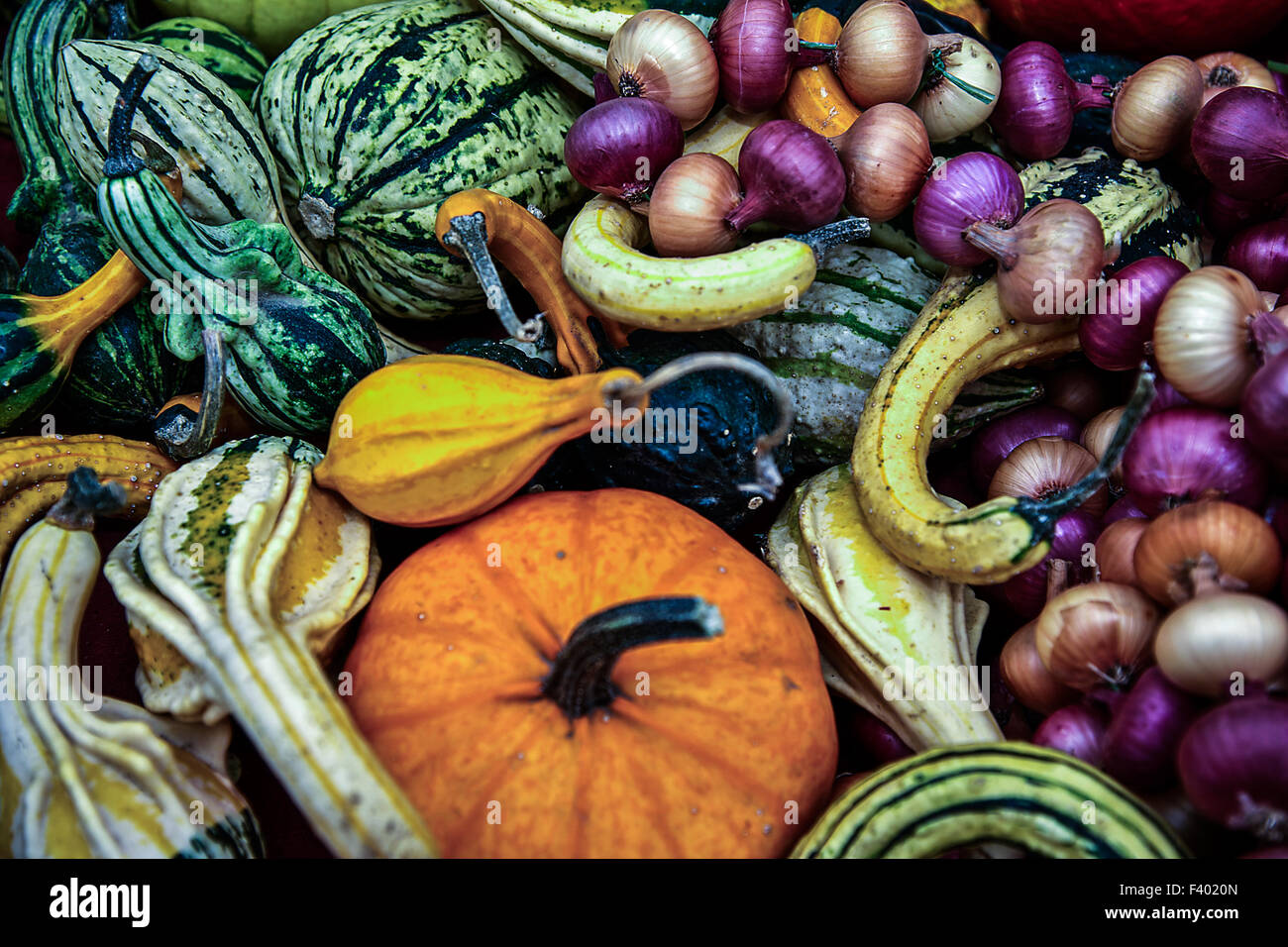 decorative gourd and onions Stock Photo