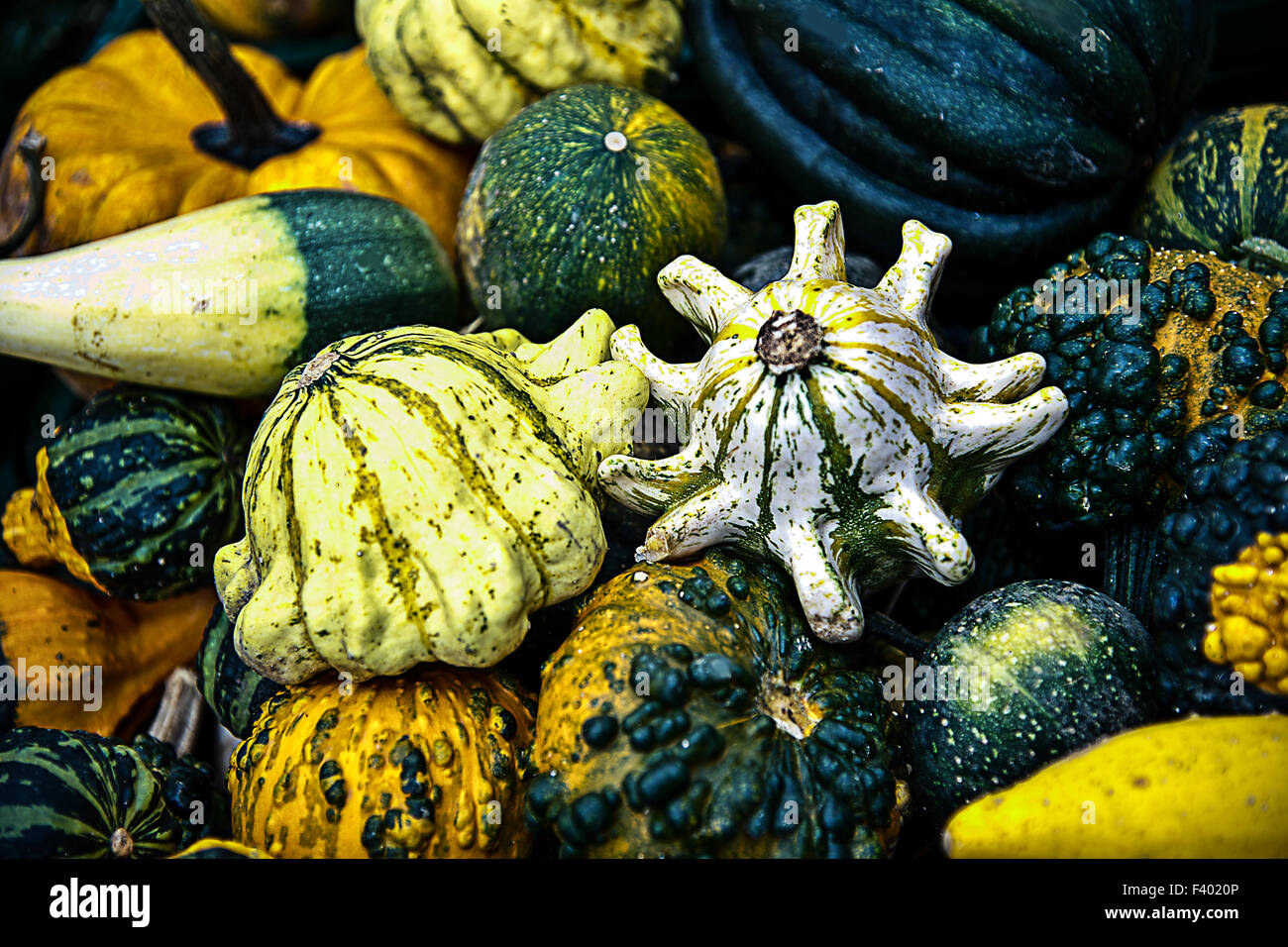 decorative gourd Stock Photo