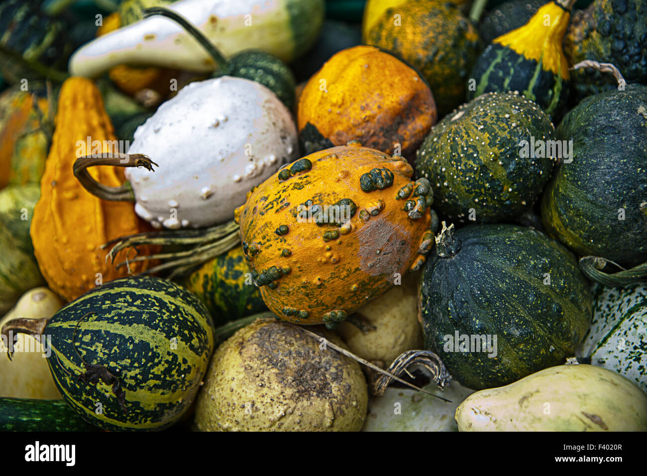 decorative gourd Stock Photo