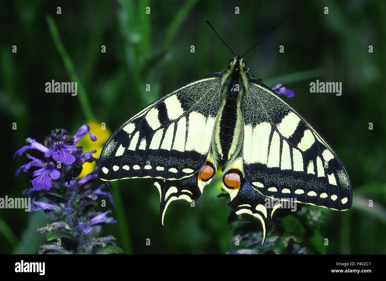 swallowtail Stock Photo