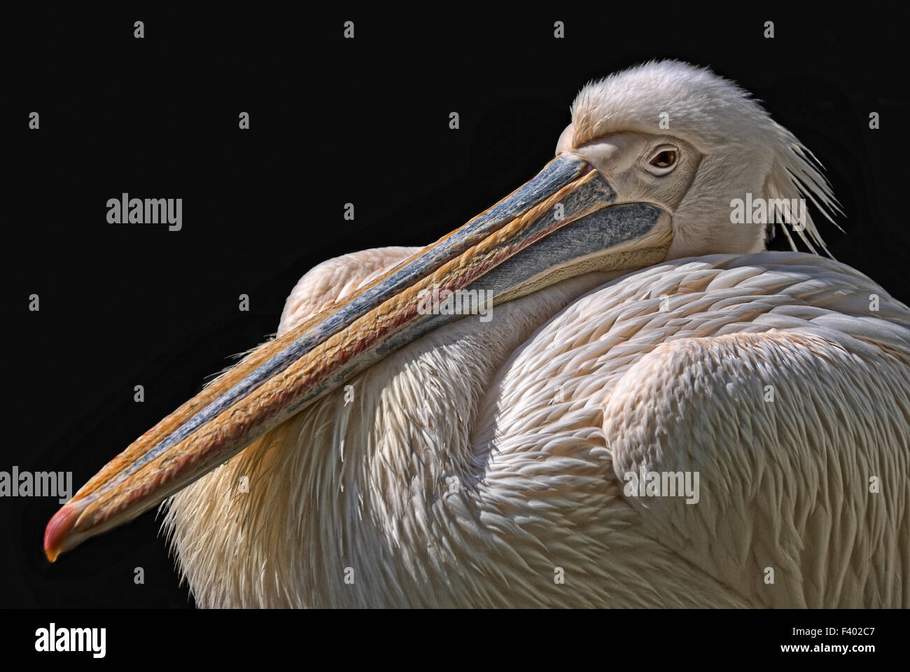 the pelican Stock Photo