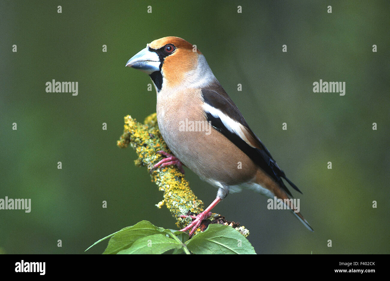 hawfinch Stock Photo