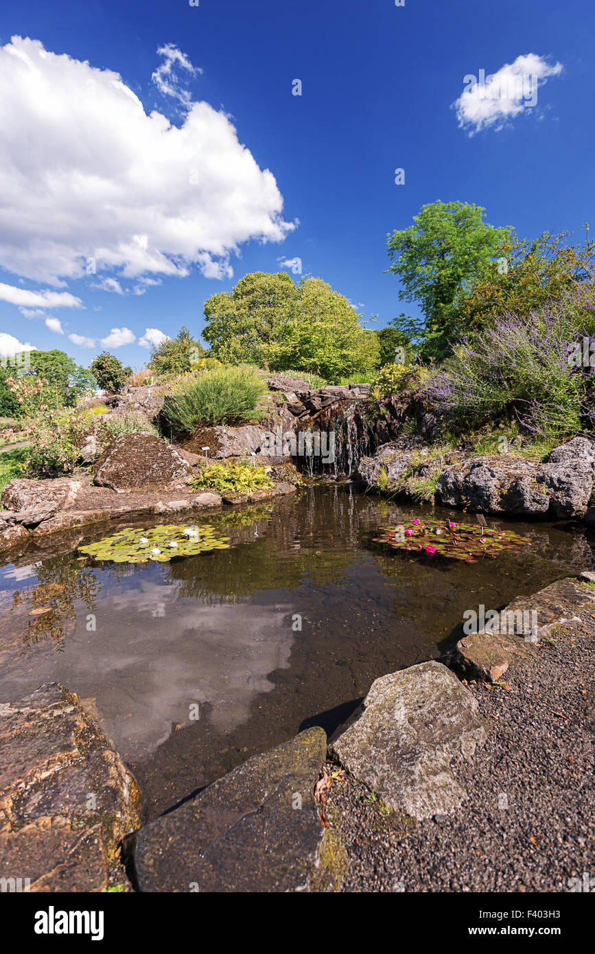 Garden pond at summer Stock Photo Alamy