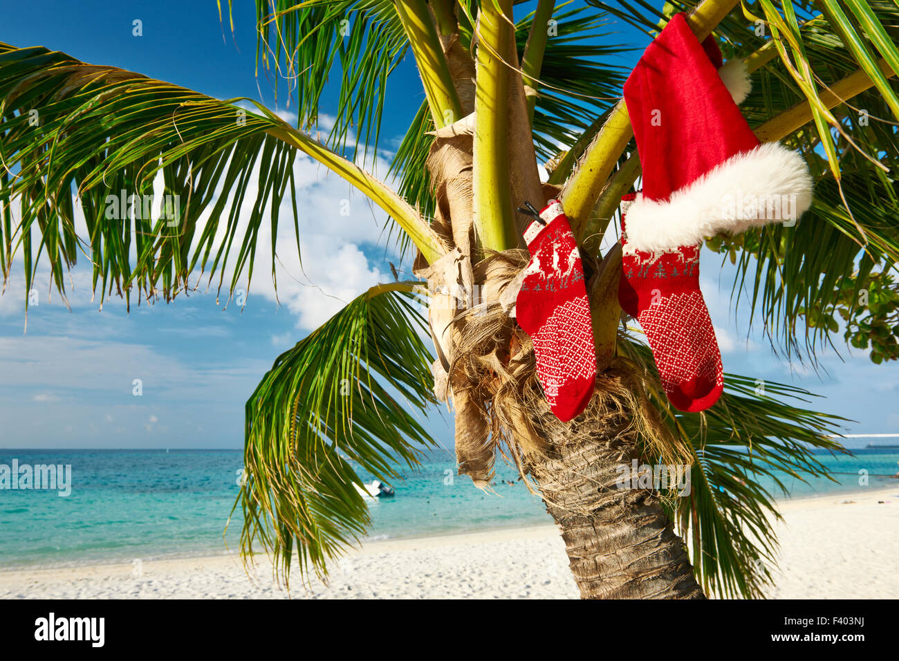 Beach with palm tree at christmas Stock Photo Alamy