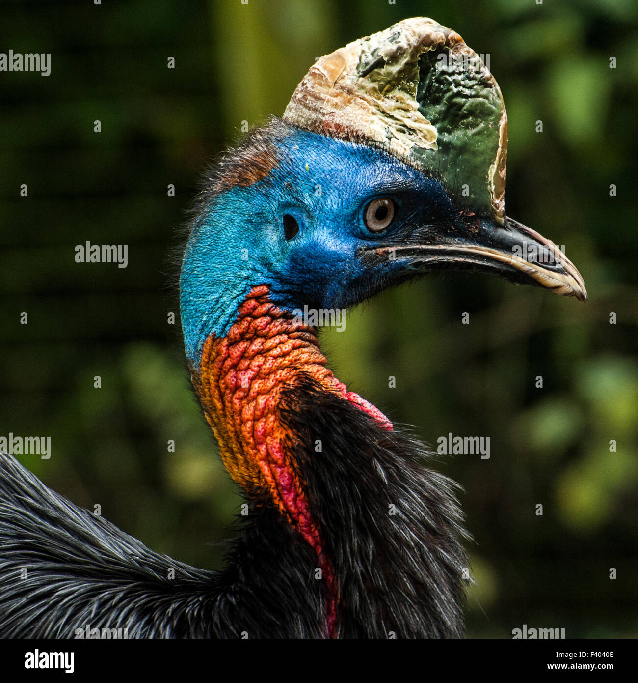gold- necked-cassowary Stock Photo