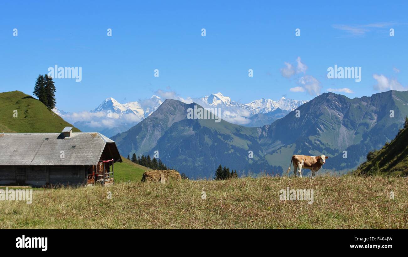 Scenery in the Simmental Stock Photo