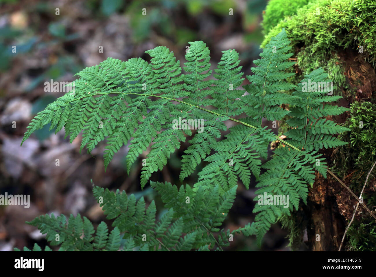 Dryopteris dilatata, broad wood fern Stock Photo