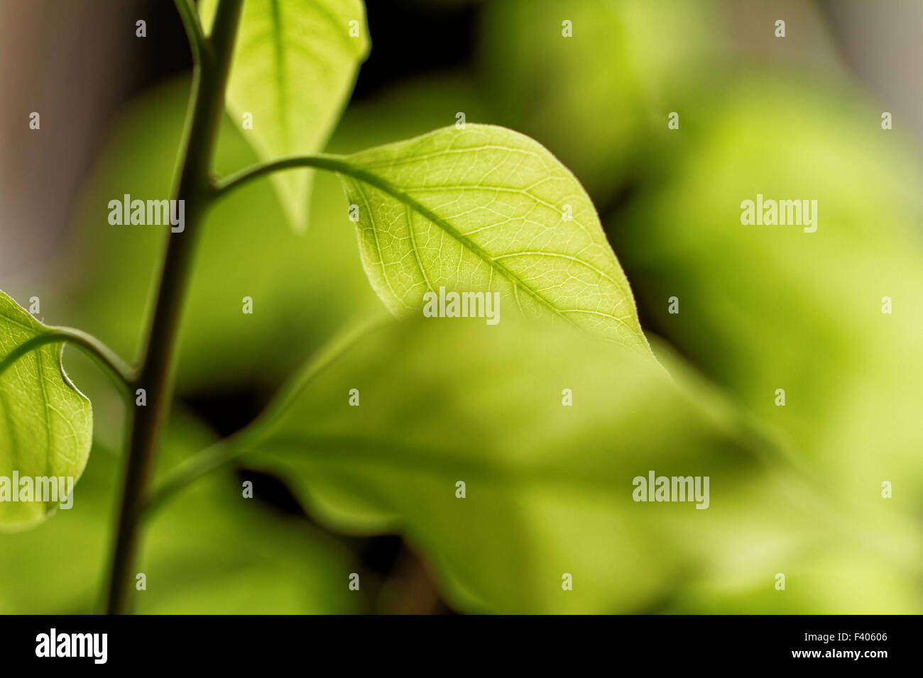 Close up view of green leaf hi-res stock photography and images - Alamy