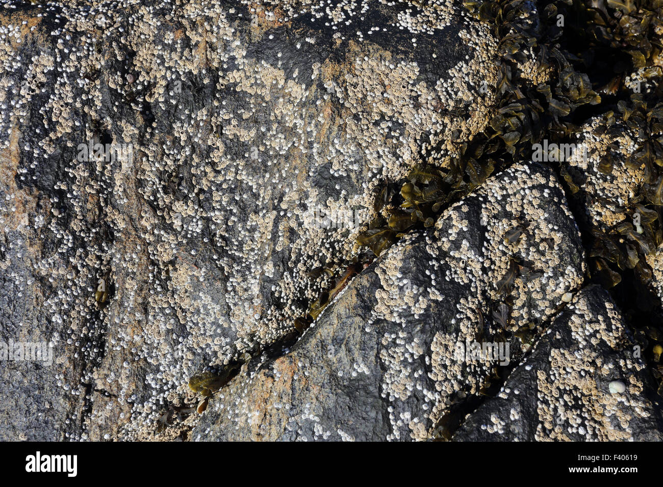 Rock barnacles, Balanus balanoides, Seepocken Stock Photo