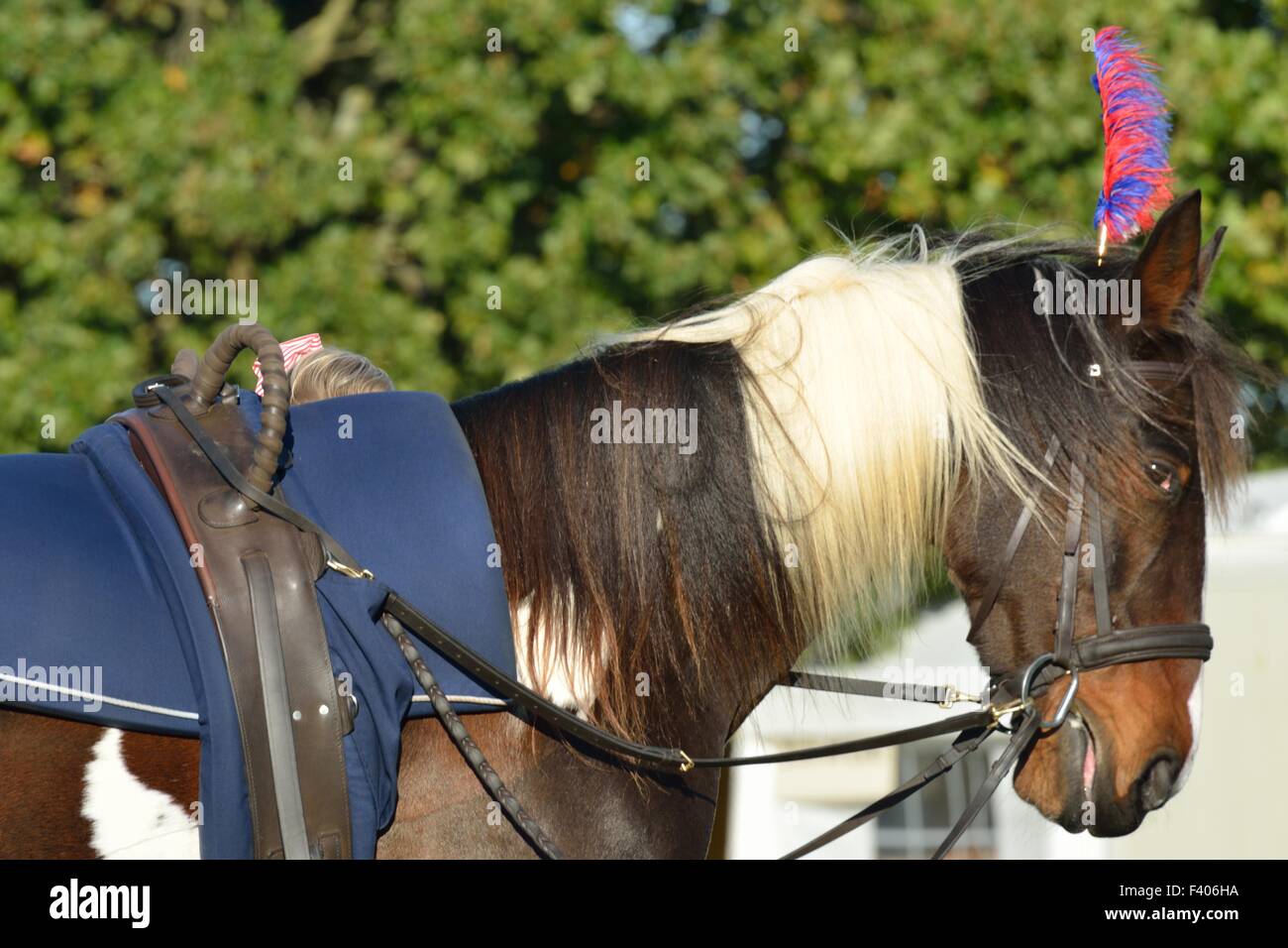 large show pony Stock Photo