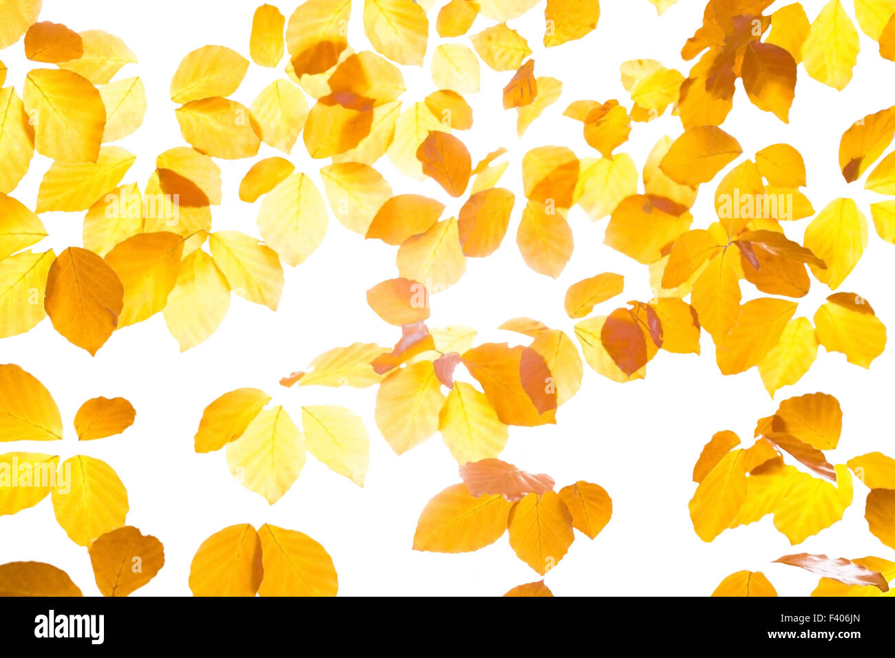 Yellow leaves watercolor Stock Photo