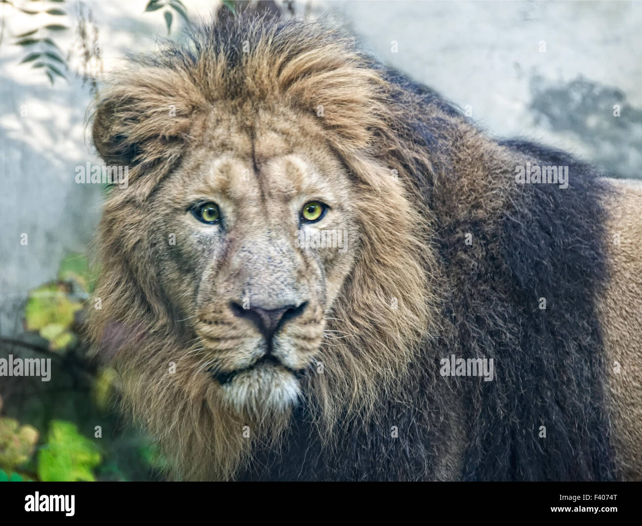 Asian mammals hi-res stock photography and images - Alamy