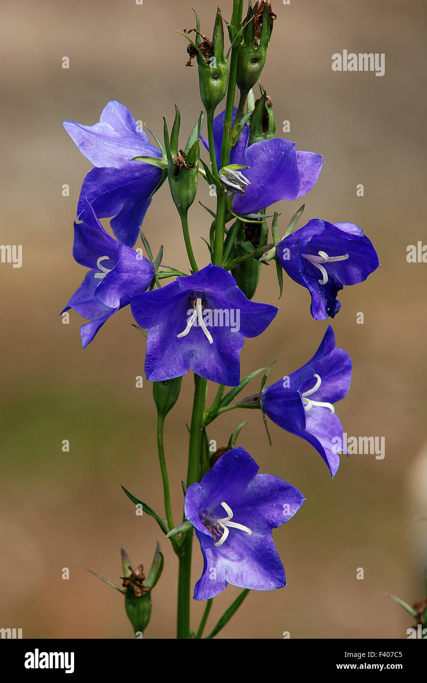 bellflower; Campanula persicifolia; Stock Photo