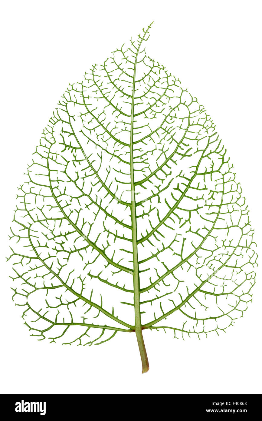 Leaf skeleton veins Stock Photo