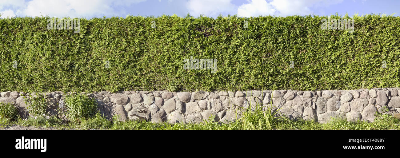 Thuja green hedges panoramic image Stock Photo