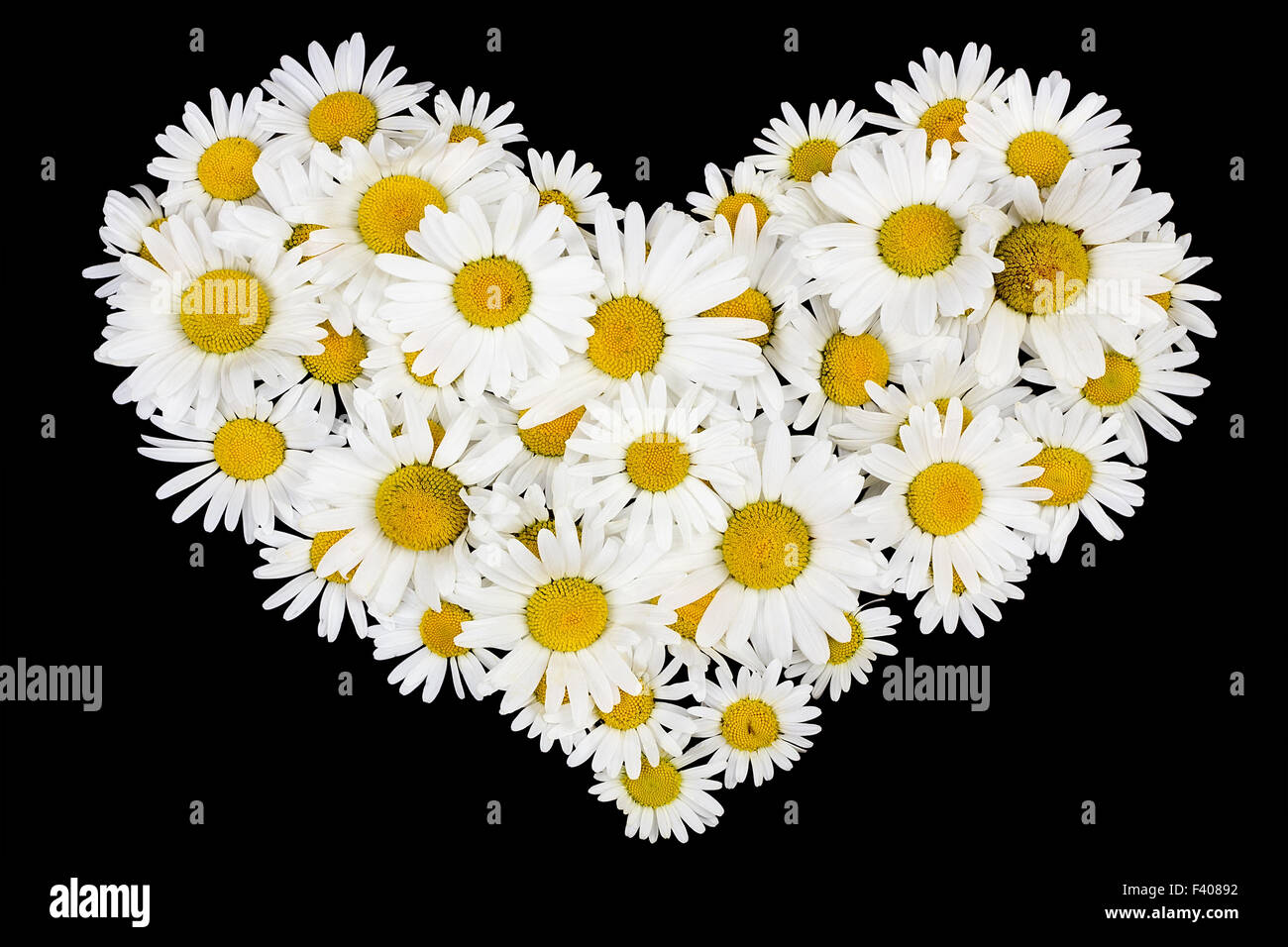 Beating real daisies heart Stock Photo