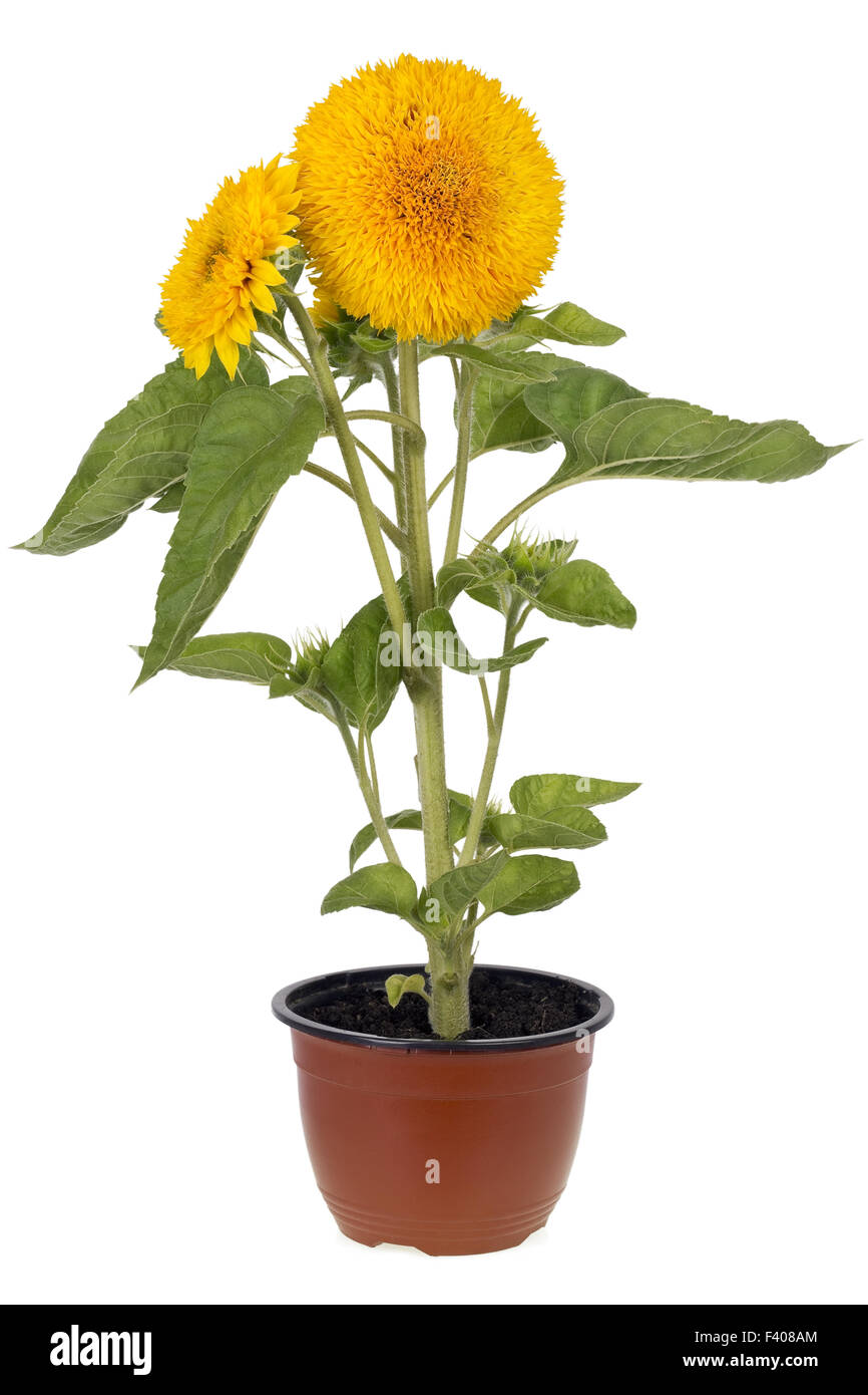 Terry sunflower Stock Photo