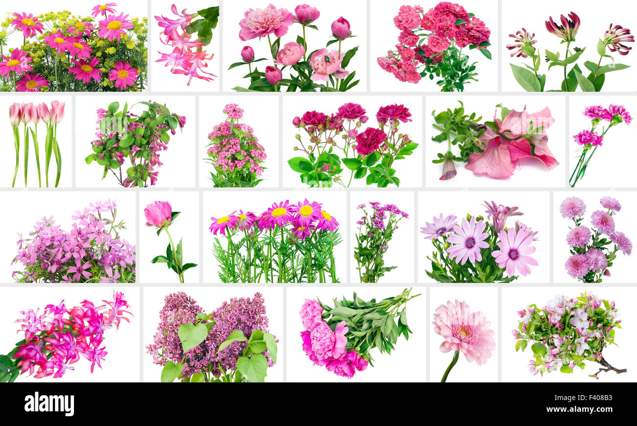 Only pink flowers set Stock Photo Alamy