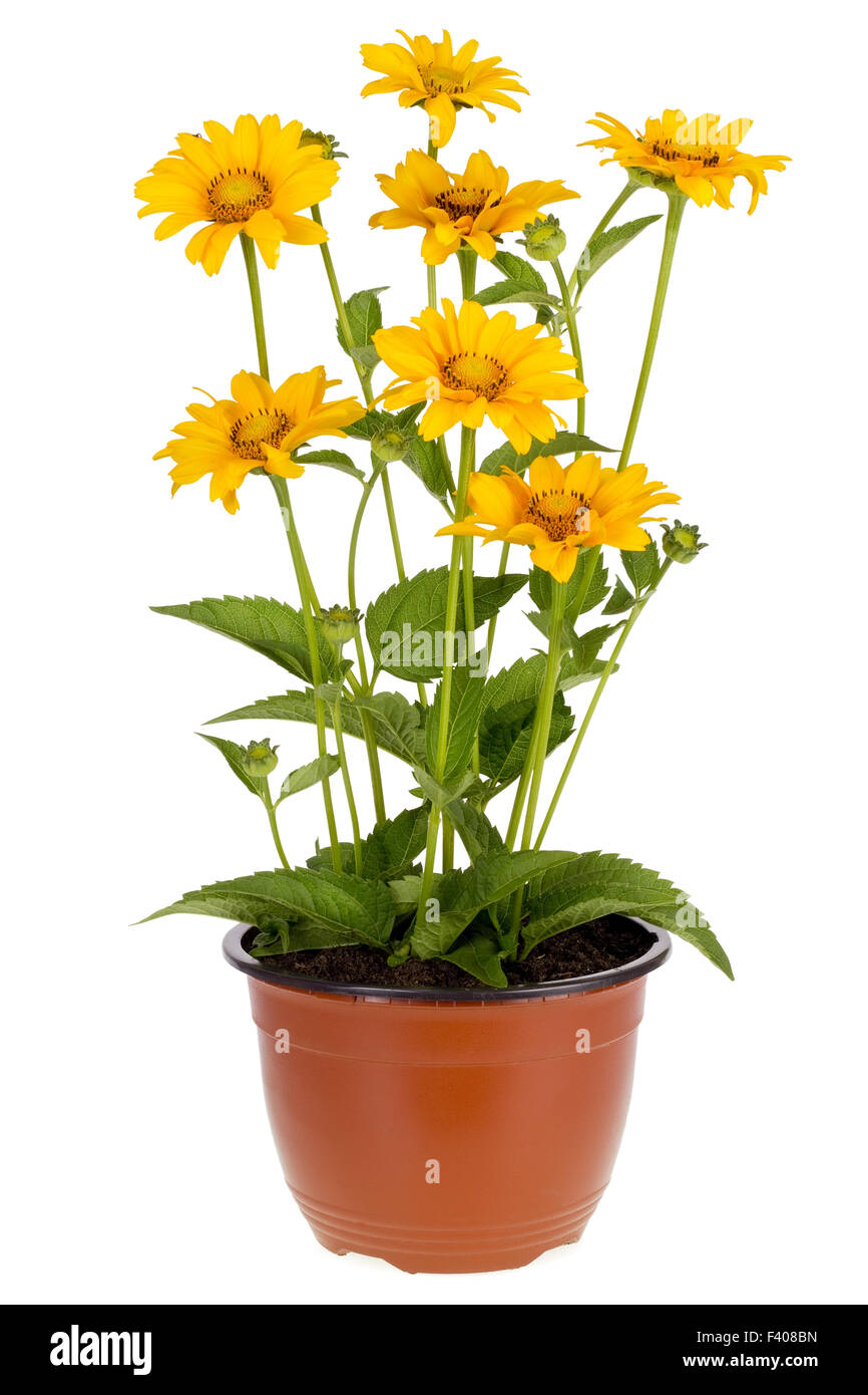 Minimalistic sunflowers Stock Photo