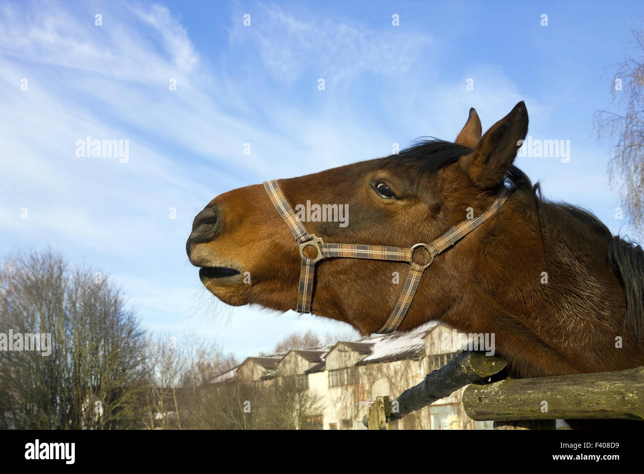 Neighs hi-res stock photography and images - Alamy