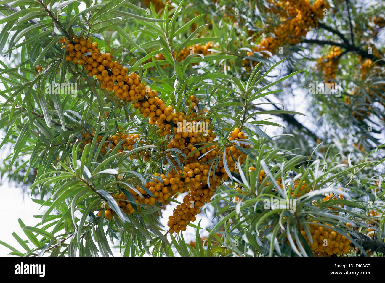 Orange vitamins Stock Photo