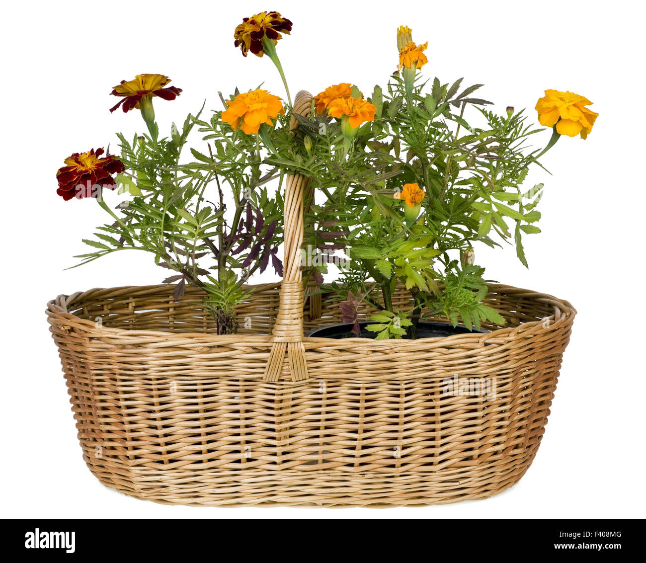 French marigolds  of Montmartre isolated Stock Photo