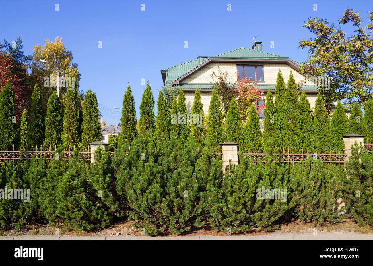 Green fence of trees and shrubs Stock Photo