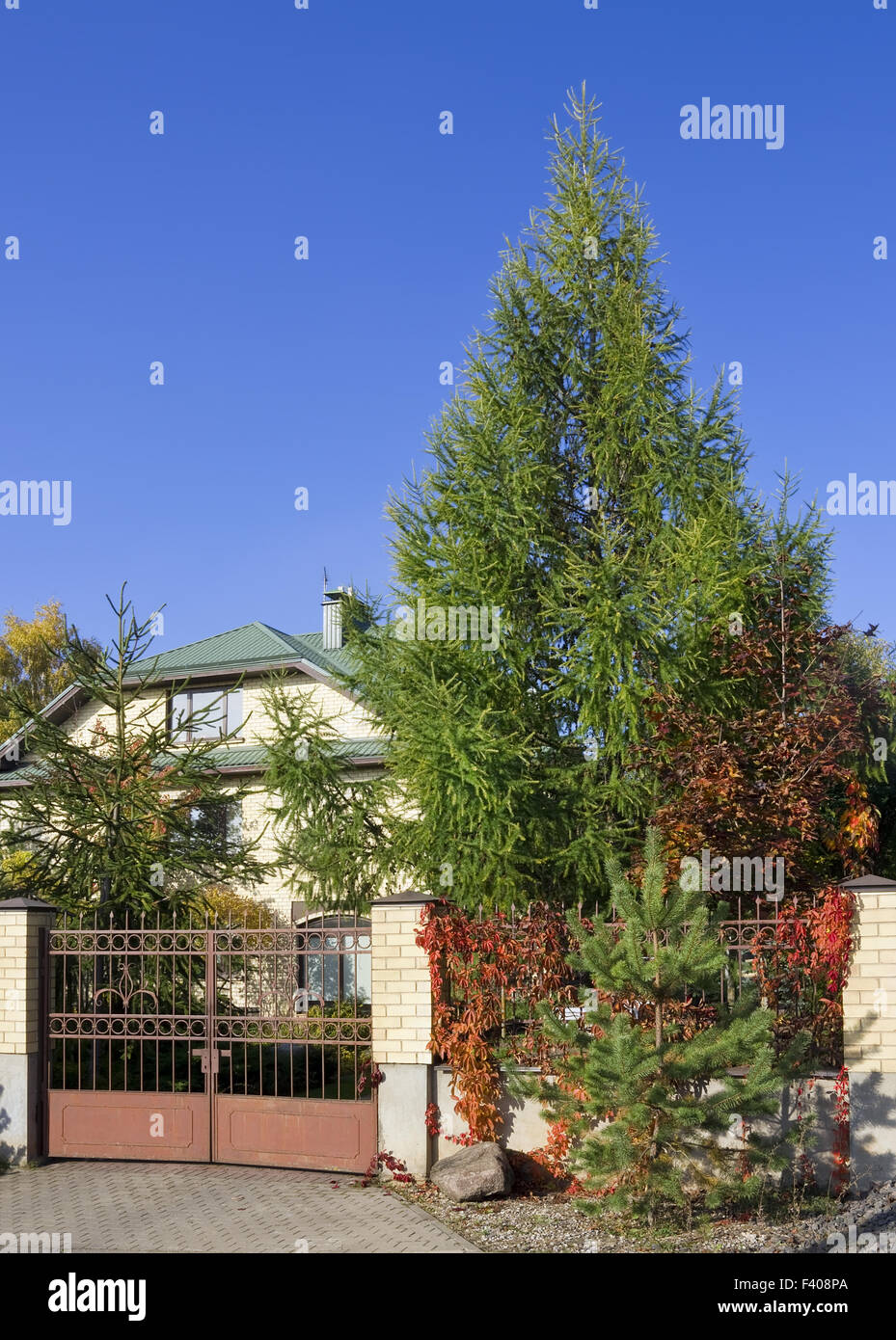 Green fence of trees and shrubs Stock Photo