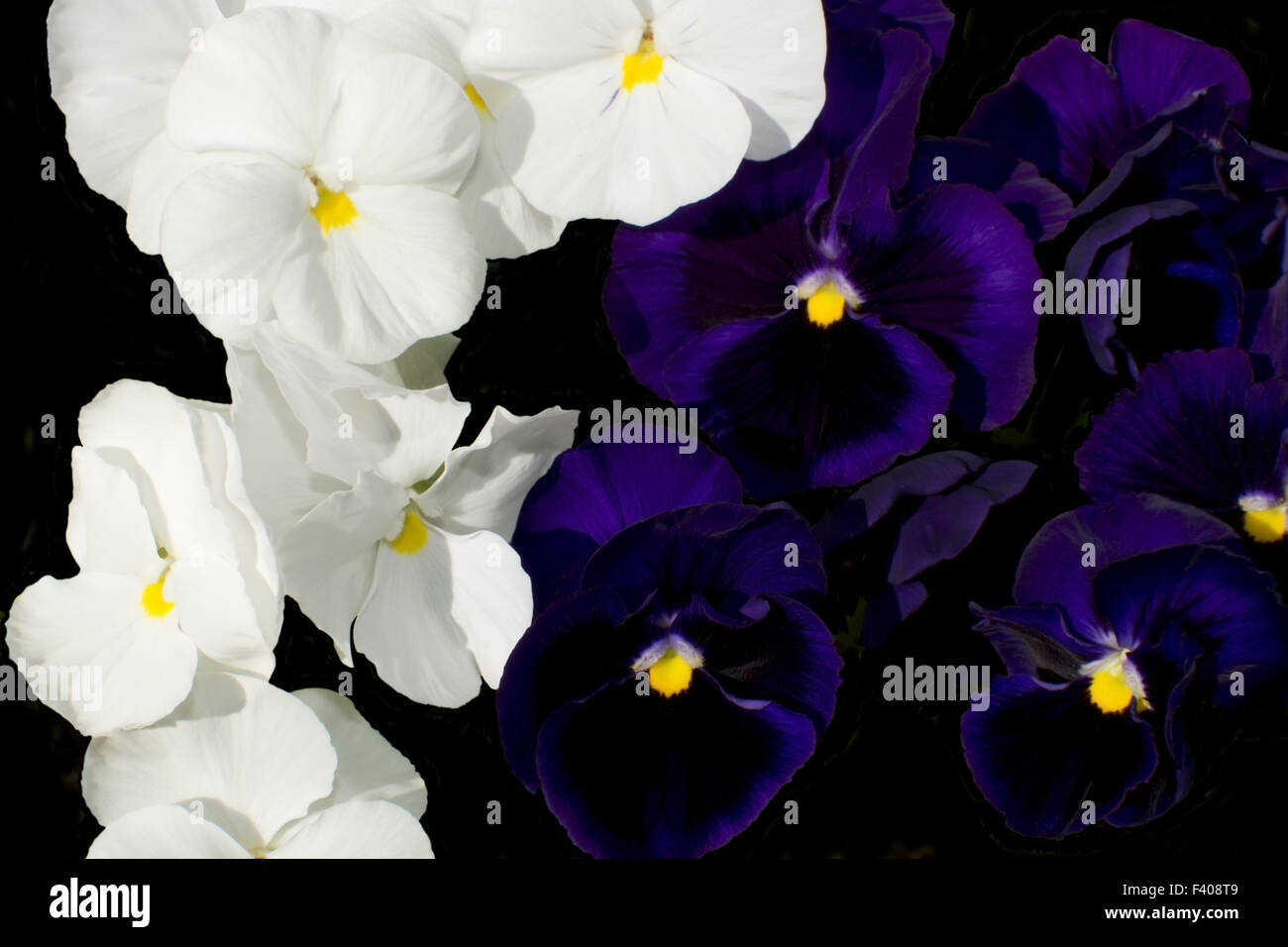 Pansy flower Stock Photo