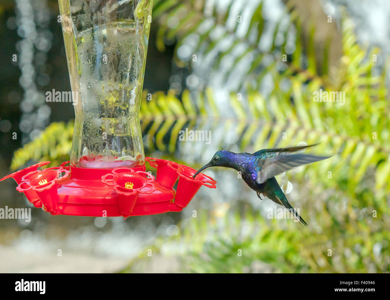 Hummingbird in Costa Rica Stock Photo