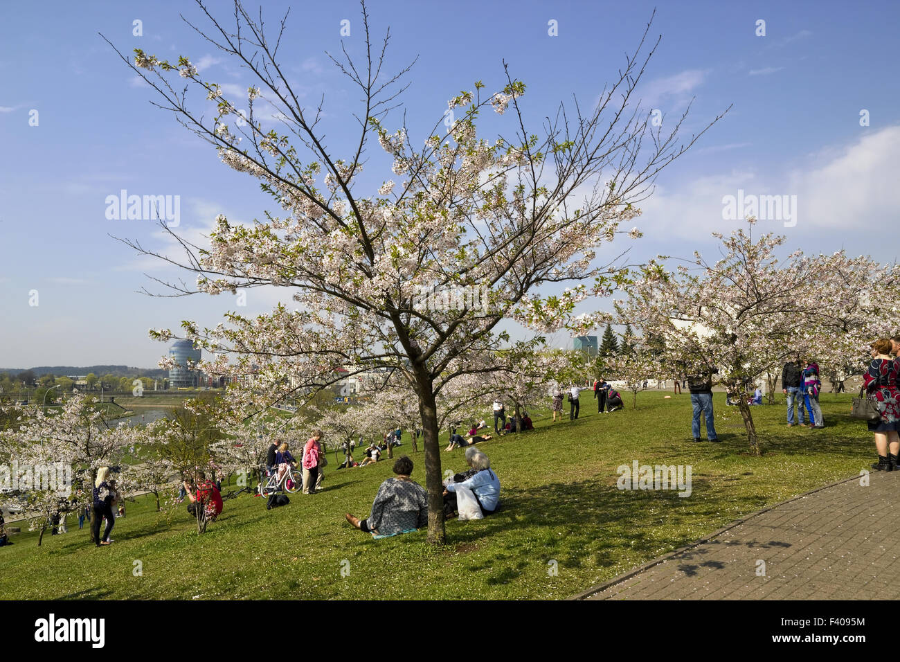 Japanese cherry trees  Lithuanian park Stock Photo