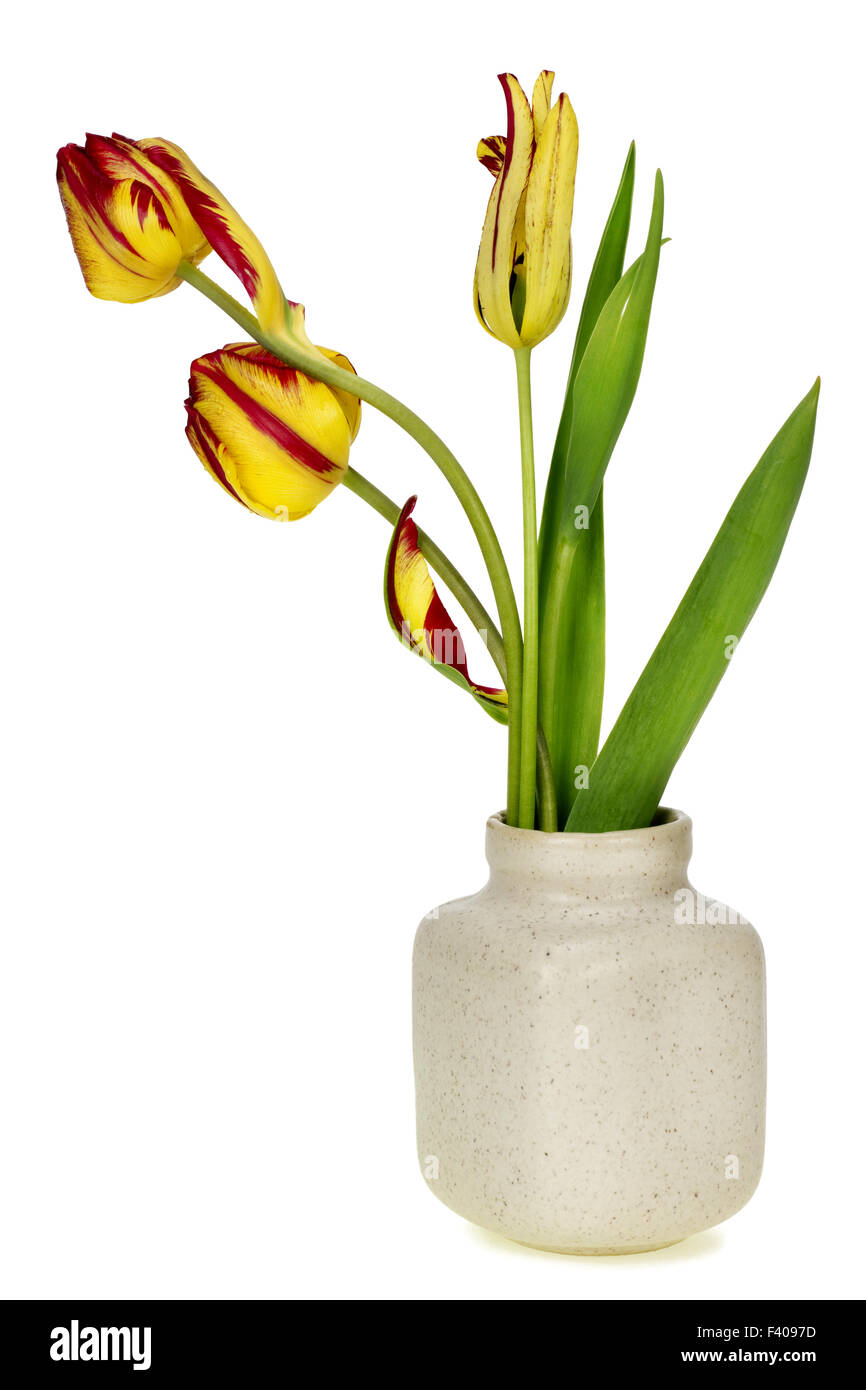 Three strange tulips Stock Photo