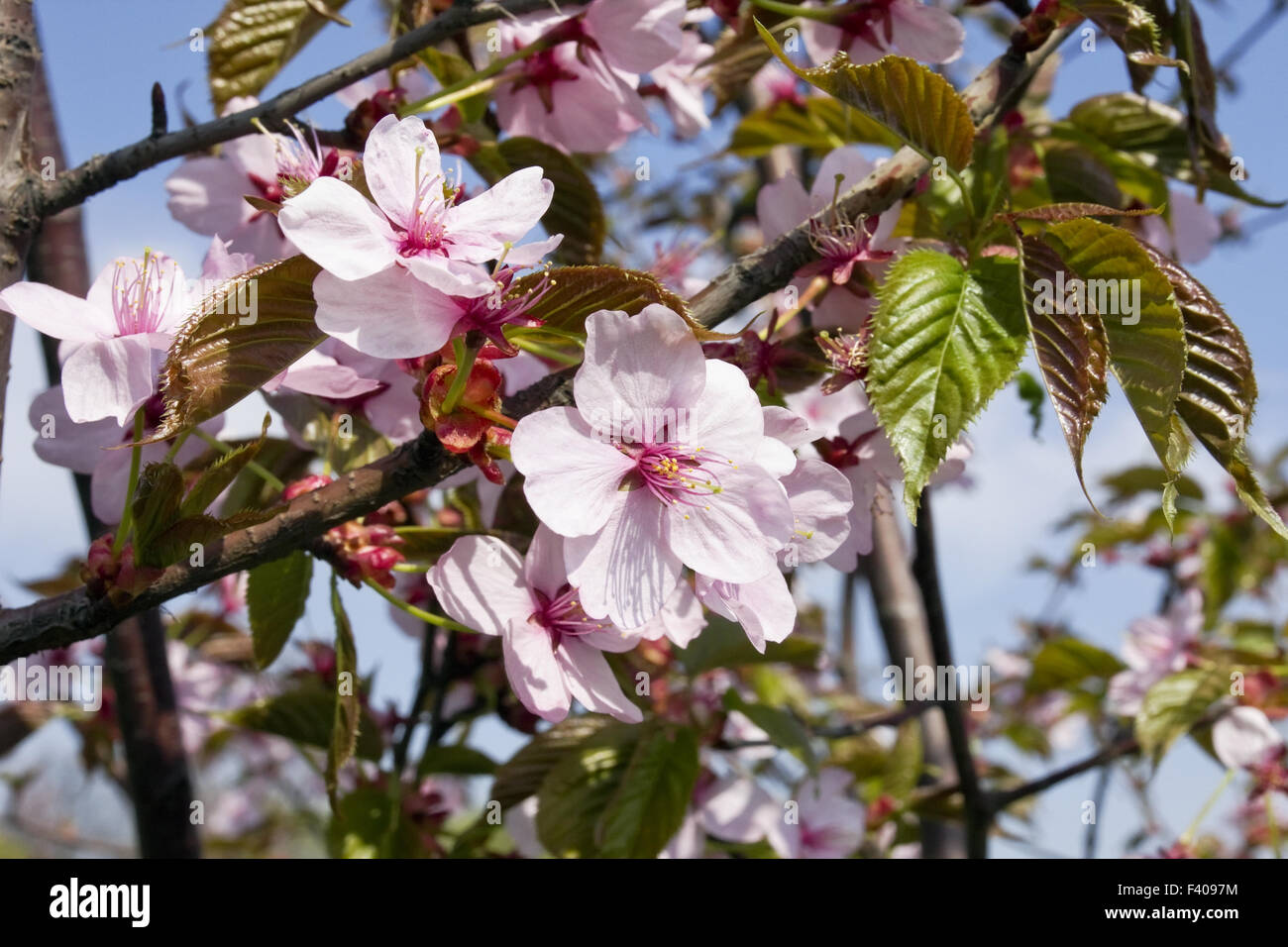 Blossoms Japanese cherry tree Stock Photo