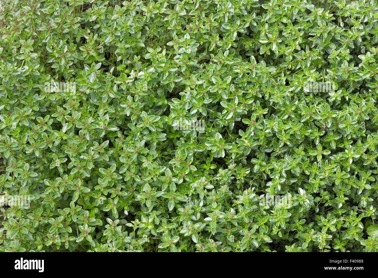 green thyme background Stock Photo Alamy