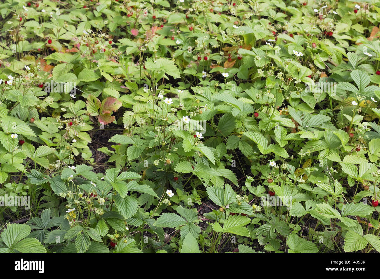 Forest strawberry glade Stock Photo