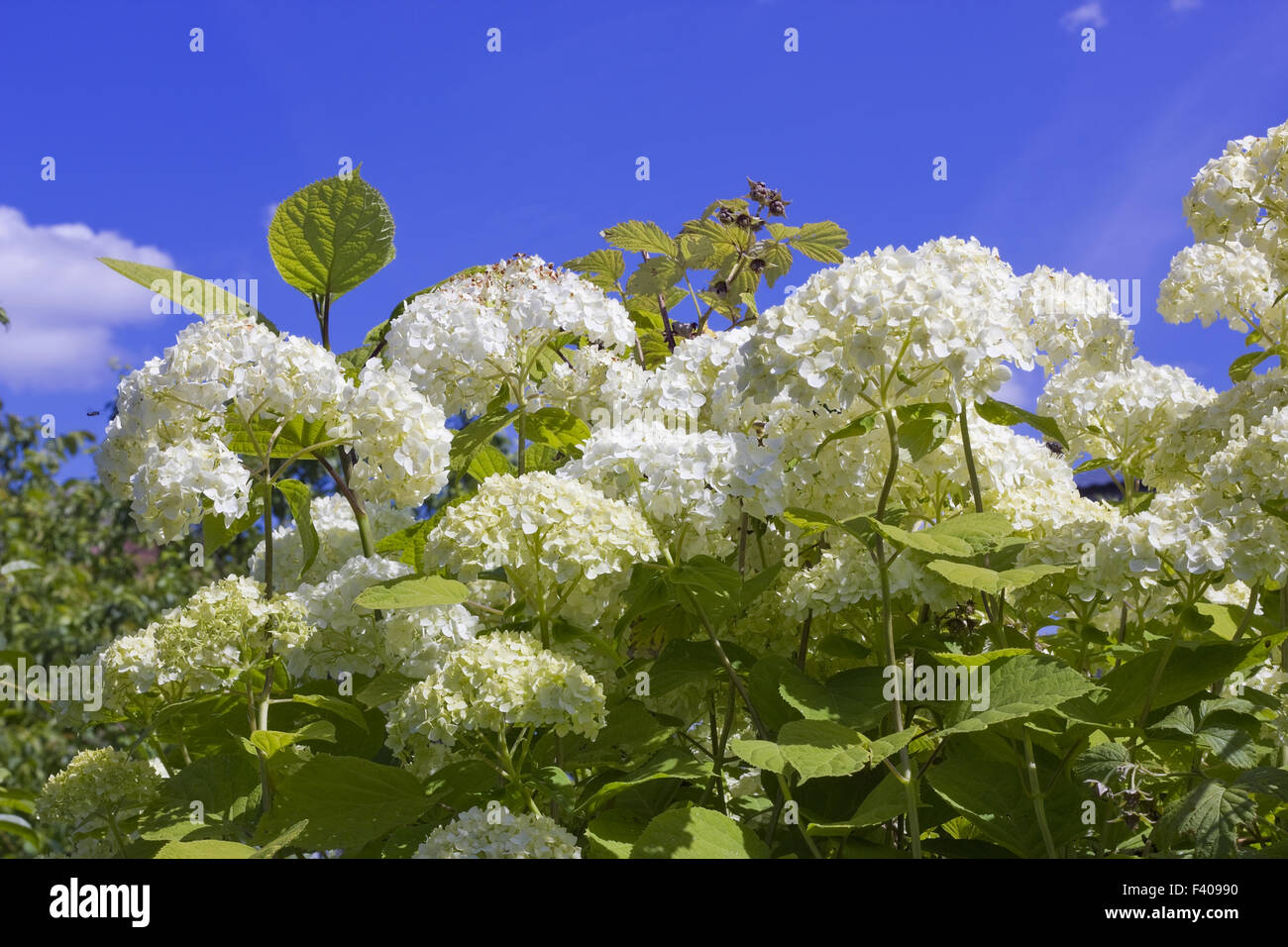 Clusters of white flowers Stock Photo